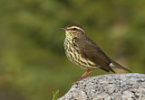 Image. Northern Waterthrush