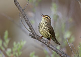 Image. Northern Waterthrush