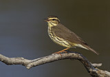 Image. Northern Waterthrush