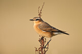 Image. Northern Wheatear