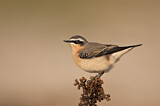 Image. Northern Wheatear