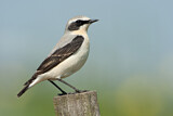 Image. Northern Wheatear