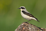 Image. Northern Wheatear