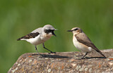Image. Northern Wheatear