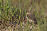 Image. Northern Wheatear