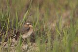 Image. Northern Wheatear