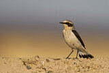 Image. Northern Wheatear