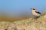 Image. Northern Wheatear