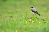 Image. Northern Wheatear