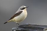 Image. Northern Wheatear