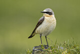 Image. Northern Wheatear