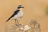 Image. Northern Wheatear