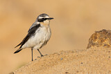 Image. Northern Wheatear