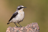 Image. Northern Wheatear