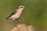 Image. Northern Wheatear