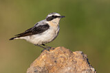 Image. Northern Wheatear