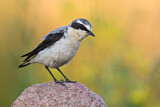 Image. Northern Wheatear
