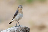 Image. Northern Wheatear