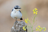Image. Northern Wheatear