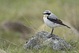 Image. Northern Wheatear