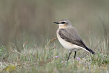 Image. Northern Wheatear