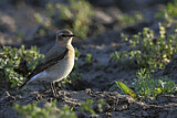 Image. Northern Wheatear