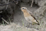Image. Northern Wheatear