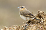 Image. Northern Wheatear
