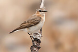 Image. Northern Wheatear
