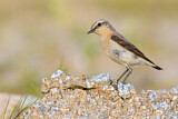 Image. Northern Wheatear