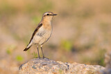 Image. Northern Wheatear