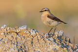 Image. Northern Wheatear