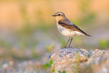 Image. Northern Wheatear