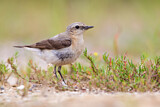 Image. Northern Wheatear