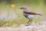 Image. Northern Wheatear