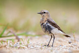 Image. Northern Wheatear