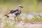 Image. Northern Wheatear