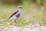 Image. Northern Wheatear