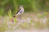Image. Northern Wheatear