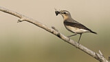 Image. Northern Wheatear