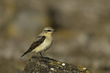 Image. Northern Wheatear