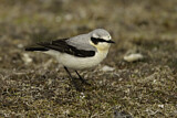 Image. Northern Wheatear