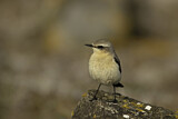Image. Northern Wheatear