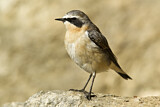 Image. Northern Wheatear