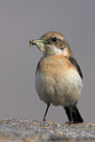 Image. Northern Wheatear