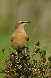 Image. Northern Wheatear