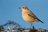 Image. Northern Wheatear
