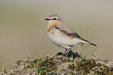 Image. Northern Wheatear