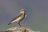 Image. Northern Wheatear