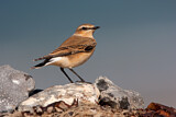 Image. Northern Wheatear
